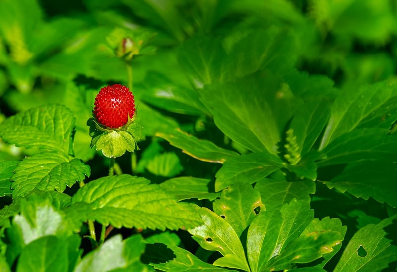Fairy Berry Tart